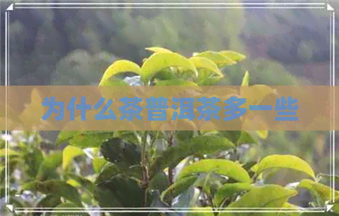 为什么茶普洱茶多一些