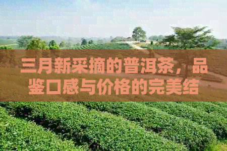 三月新采摘的普洱茶，品鉴口感与价格的完美结合