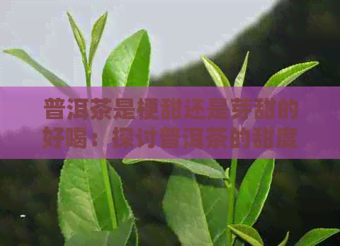 普洱茶是梗甜还是芽甜的好喝：探讨普洱茶的甜度差异及其原因