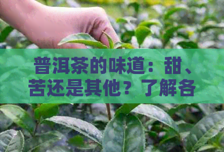 普洱茶的味道：甜、苦还是其他？了解各种类型的普洱茶口感