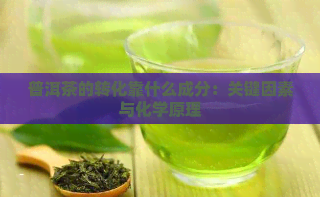 普洱茶的转化靠什么成分：关键因素与化学原理