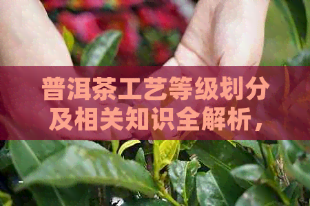 普洱茶工艺等级划分及相关知识全解析，解答用户关于普洱茶工艺的各类疑问