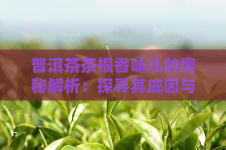 普洱茶茶根香味儿的奥秘解析：探寻其成因与品质关联