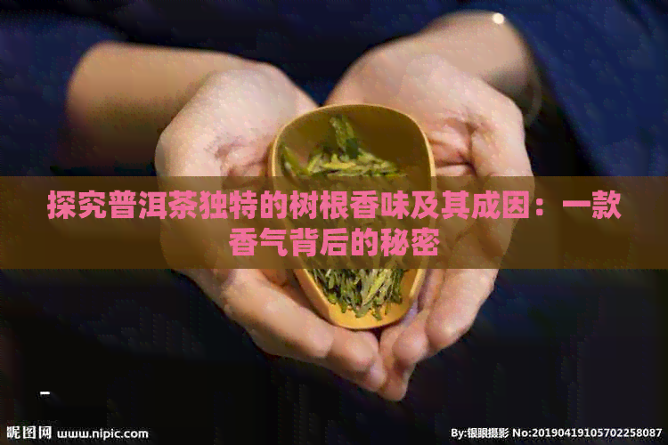 探究普洱茶独特的树根香味及其成因：一款香气背后的秘密