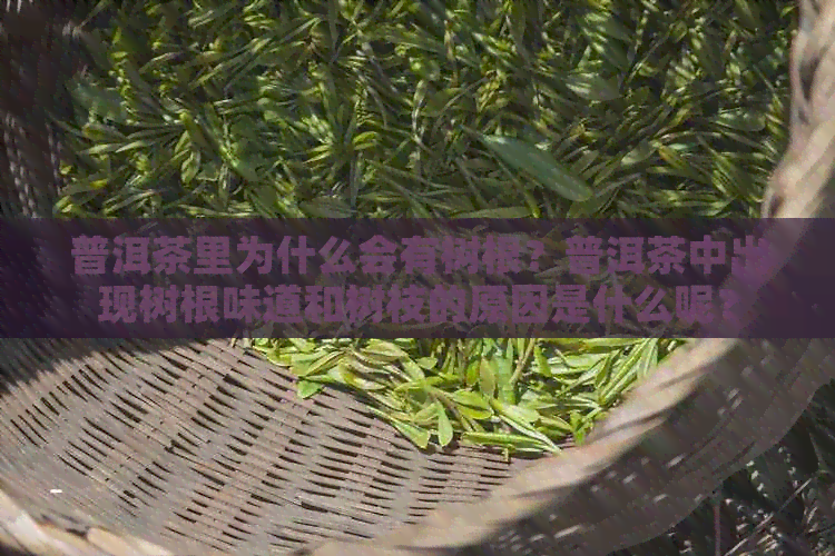 普洱茶里为什么会有树根？普洱茶中出现树根味道和树枝的原因是什么呢？