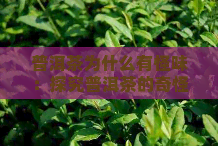 普洱茶为什么有怪味：探究普洱茶的奇怪味道来源