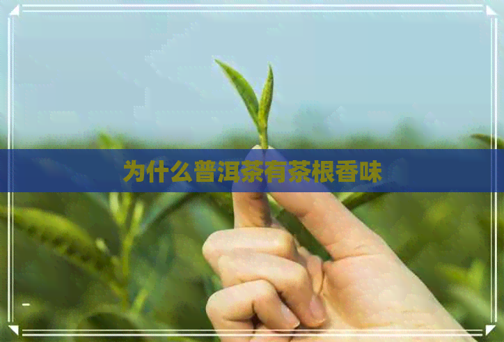 为什么普洱茶有茶根香味