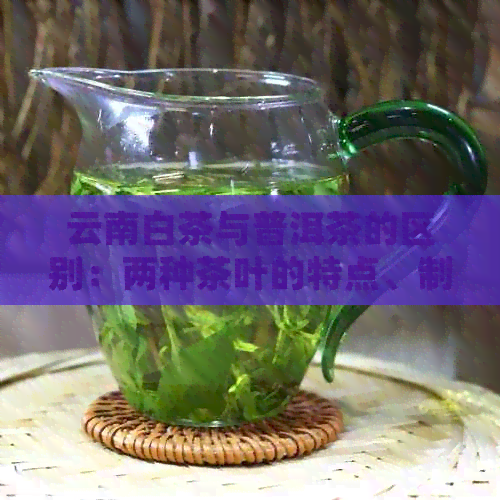 云南白茶与普洱茶的区别：两种茶叶的特点、制作工艺和品饮体验比较