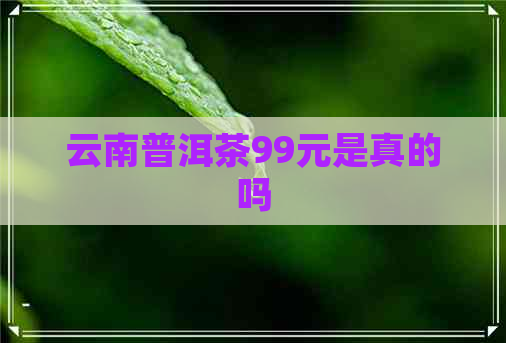 云南普洱茶99元是真的吗