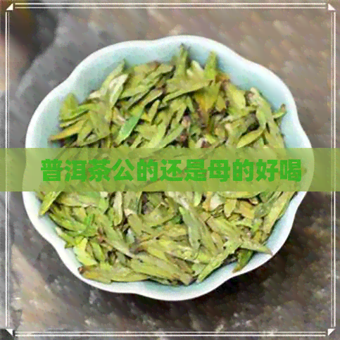 普洱茶公的还是母的好喝