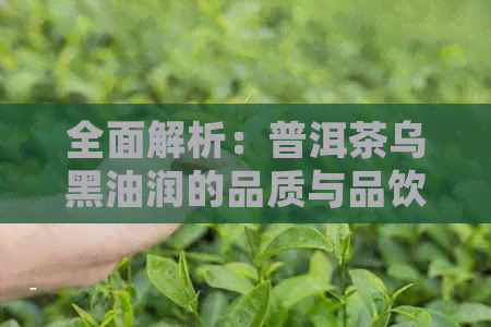 全面解析：普洱茶乌黑油润的品质与品饮方法，让你喝得更好！