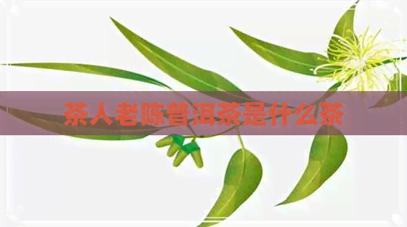 茶人老陈普洱茶是什么茶