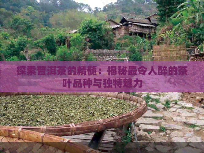 探索普洱茶的精髓：揭秘最令人醉的茶叶品种与独特魅力