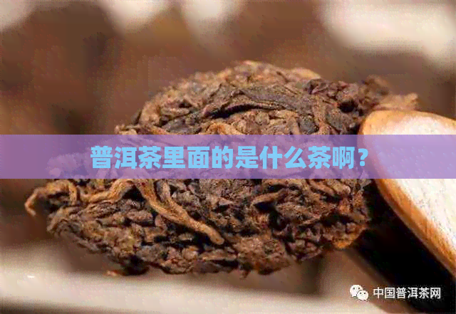 普洱茶里面的是什么茶啊？