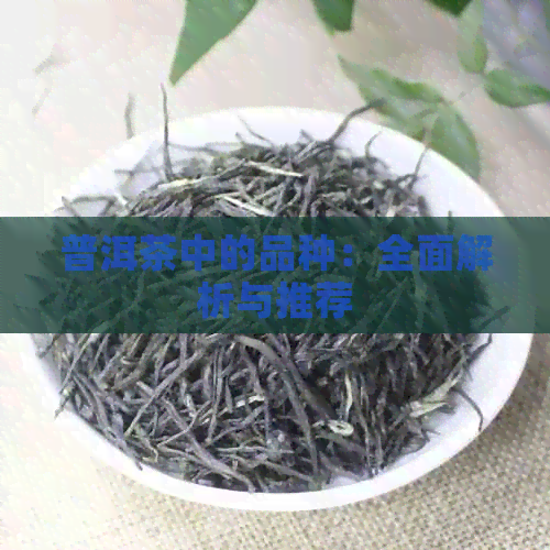 普洱茶中的品种：全面解析与推荐