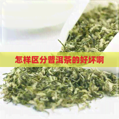 怎样区分普洱茶的好坏啊