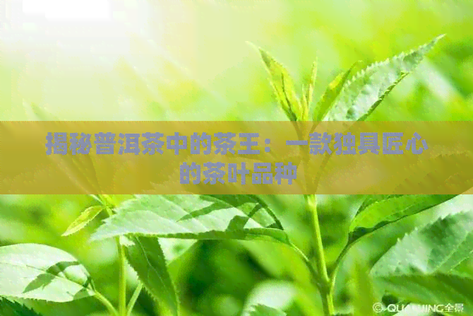 揭秘普洱茶中的茶王：一款独具匠心的茶叶品种