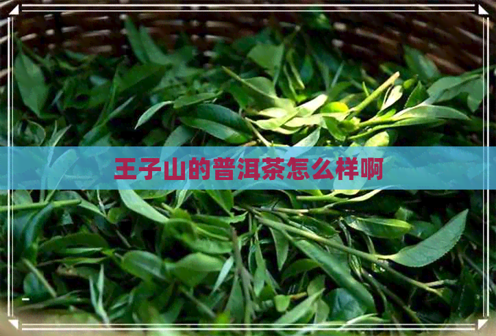 王子山的普洱茶怎么样啊