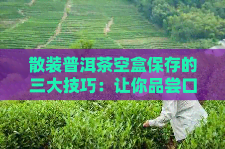 散装普洱茶空盒保存的三大技巧：让你品尝口感