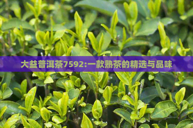 大益普洱茶7592:一款熟茶的精选与品味