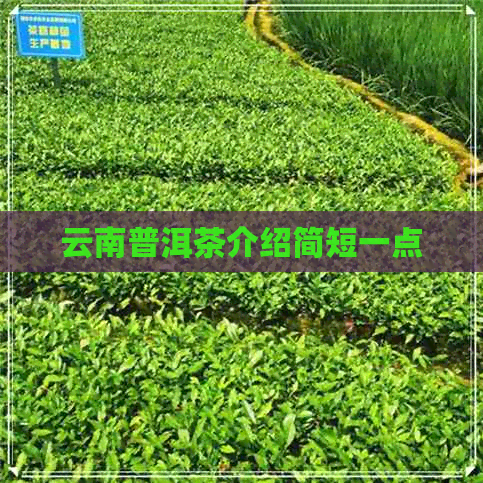 云南普洱茶介绍简短一点