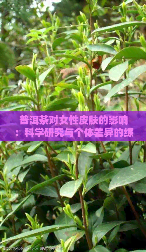 普洱茶对女性皮肤的影响：科学研究与个体差异的综合分析