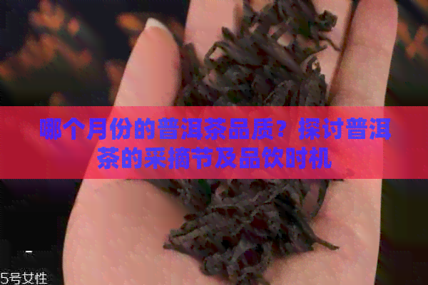 哪个月份的普洱茶品质？探讨普洱茶的采摘节及品饮时机