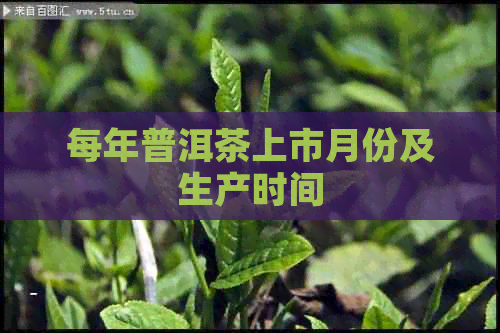 每年普洱茶上市月份及生产时间