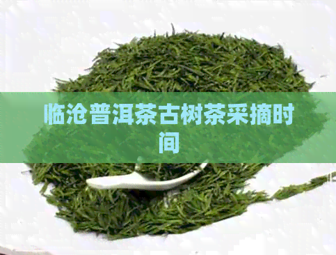 临沧普洱茶古树茶采摘时间