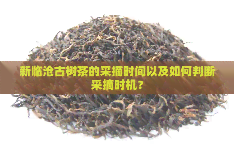 新临沧古树茶的采摘时间以及如何判断采摘时机？