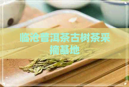 临沧普洱茶古树茶采摘基地