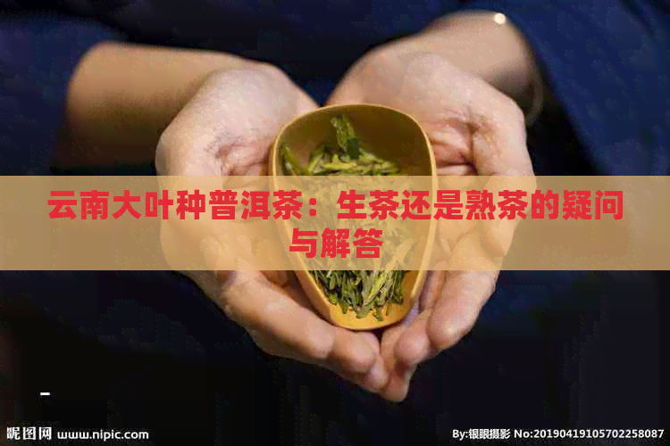 云南大叶种普洱茶：生茶还是熟茶的疑问与解答