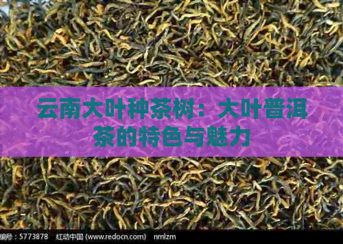 云南大叶种茶树：大叶普洱茶的特色与魅力