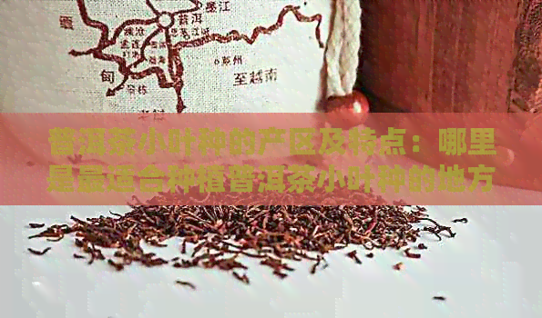 普洱茶小叶种的产区及特点：哪里是最适合种植普洱茶小叶种的地方？