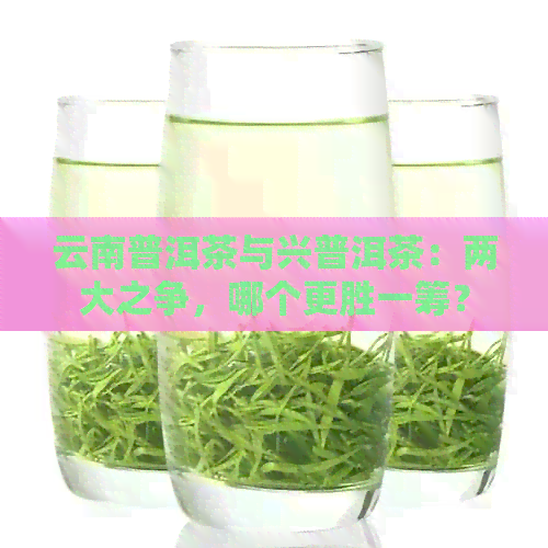 云南普洱茶与兴普洱茶：两大之争，哪个更胜一筹？