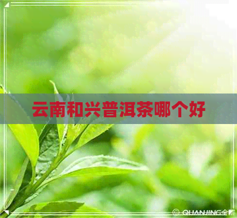 云南和兴普洱茶哪个好