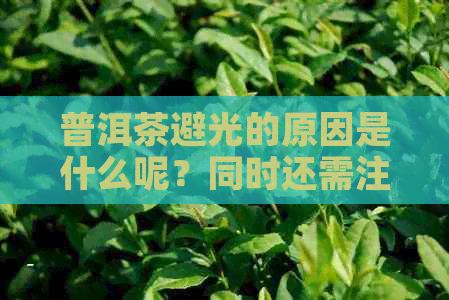 普洱茶避光的原因是什么呢？同时还需注意什么其他方面？