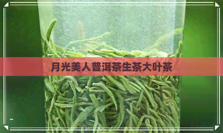 月光美人普洱茶生茶大叶茶