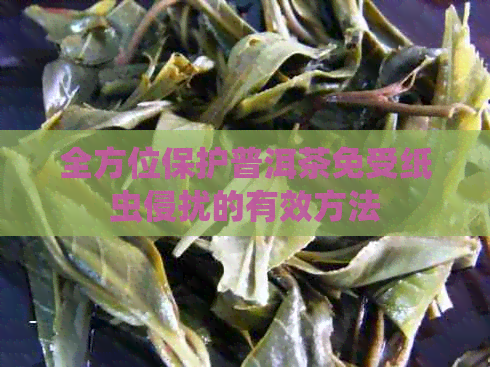 全方位保护普洱茶免受纸虫侵扰的有效方法