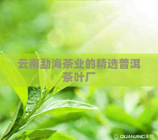 云南勐海茶业的精选普洱茶叶厂