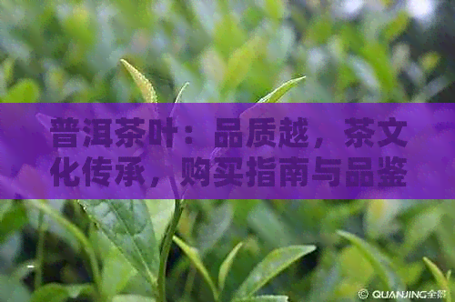 普洱茶叶：品质越，茶文化传承，购买指南与品鉴技巧一应俱全