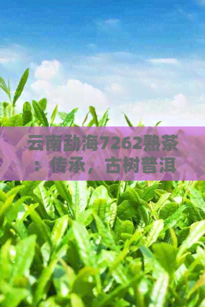 云南勐海7262熟茶：传承，古树普洱的醇厚味道