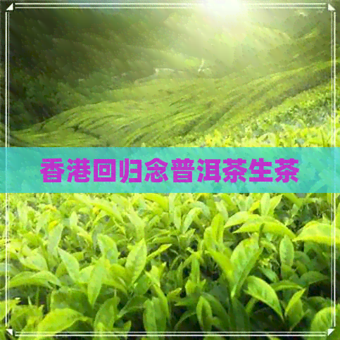 回归念普洱茶生茶