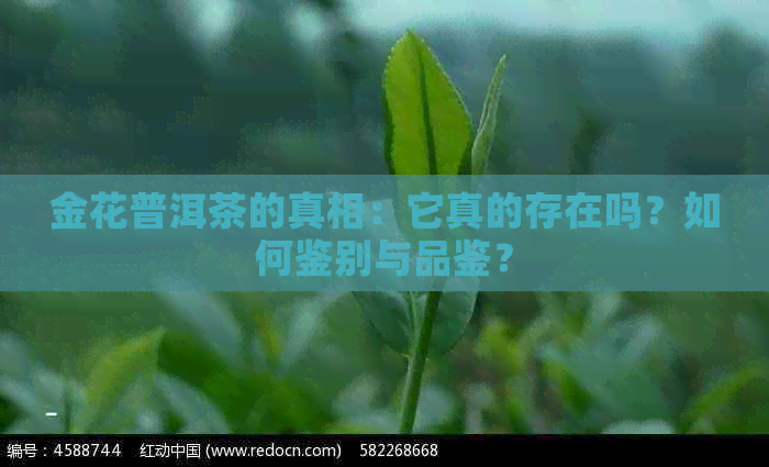 金花普洱茶的真相：它真的存在吗？如何鉴别与品鉴？