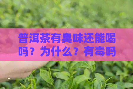 普洱茶有臭味还能喝吗？为什么？有吗？百度百科告诉你。