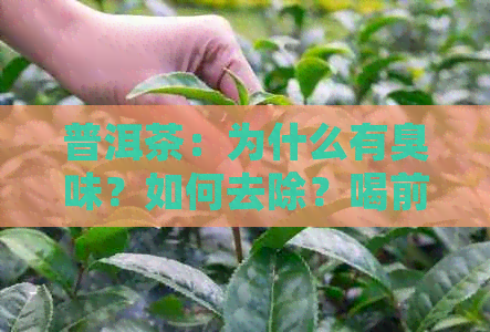 普洱茶：为什么有臭味？如何去除？喝前的冲泡方法及注意事项