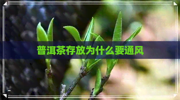 普洱茶存放为什么要通风