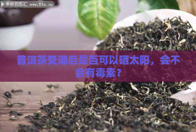 普洱茶受潮后是否可以晒太阳，会不会有素？