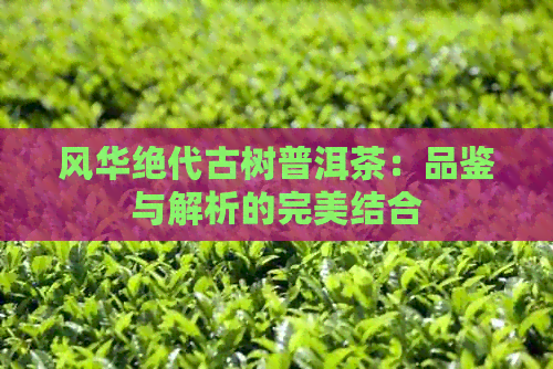 风华绝代古树普洱茶：品鉴与解析的完美结合