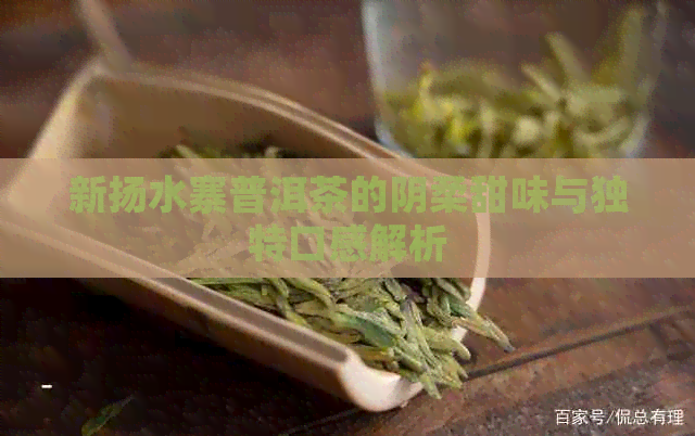 新扬水寨普洱茶的阴柔甜味与独特口感解析